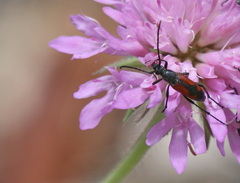 Stenurella bifasciata