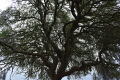 Prosopis nigra
