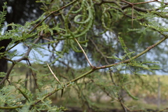 Prosopis nigra