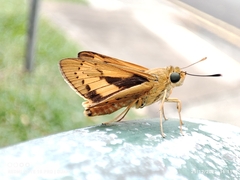 Cephrenes trichopepla