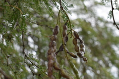 Prosopis nigra