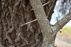 Prosopis nigra