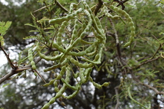 Prosopis nigra