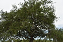 Prosopis nigra