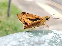 Cephrenes trichopepla