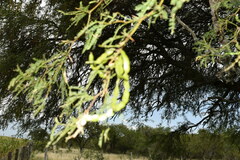 Prosopis nigra