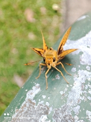 Cephrenes trichopepla