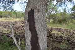 Prosopis nigra