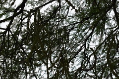 Prosopis nigra