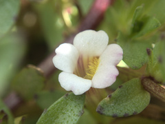 Gratiola sexdentata
