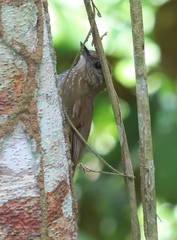 Glyphorynchus spirurus