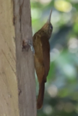 Xiphorhynchus guttatus