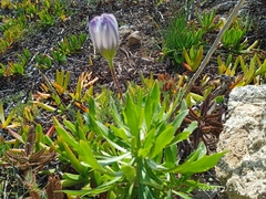 Dimorphotheca ecklonis
