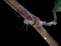 Scytodes pallida