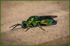 Chrysis lincea