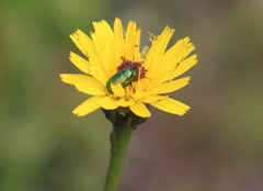 Cryptocephalus sericeus