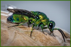 Chrysis lincea