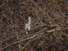 Ardea cinerea