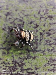 Thorelliola ensifera