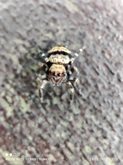 Thorelliola ensifera