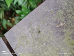 Thorelliola ensifera