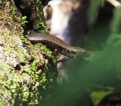 Silvascincus murrayi