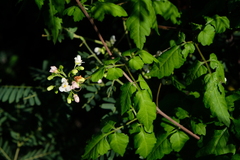Cardiospermum grandiflorum