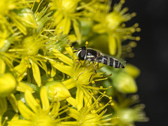 Ischiodon aegyptius