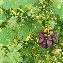 Mucuna lamellata