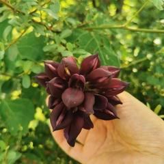 Mucuna lamellata