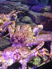 Paralithodes camtschaticus