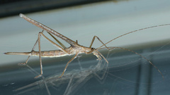 Zaprochilus australis