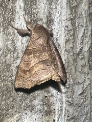 Apatelodidae