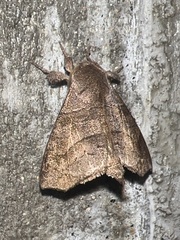 Apatelodidae