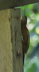 Xiphorhynchus guttatus