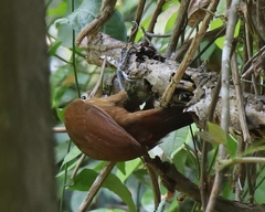 Xiphorhynchus guttatus