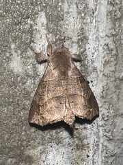 Apatelodidae