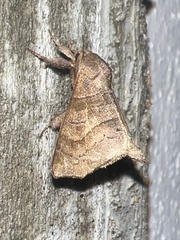 Apatelodidae