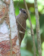 Glyphorynchus spirurus