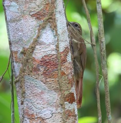 Glyphorynchus spirurus