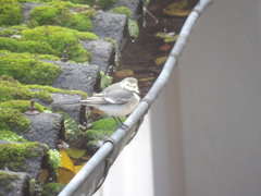 Motacilla alba alba
