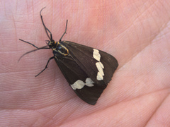 Nyctemera annulata × amicus