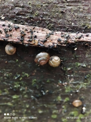 Euconulidae