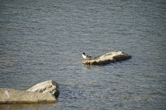 Mergus squamatus