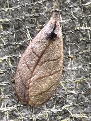 Timocratica meridionalis