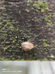 Euconulidae