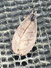 Timocratica meridionalis