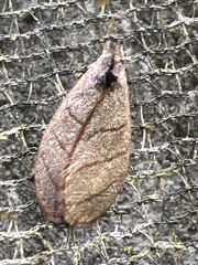Timocratica meridionalis