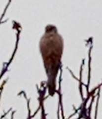 Falco tinnunculus tinnunculus