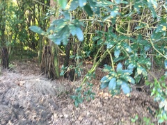 Melicytus ramiflorus ramiflorus